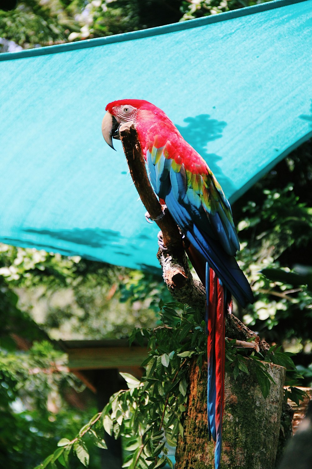 Scarlet Macaw on tree