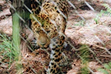 A leopard with distinctive spots is walking through an enclosure, visible through the fencing. The surroundings include wooden logs, dirt, and green foliage, providing a naturalistic setting for the animal.