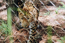 A leopard with distinctive spots is walking through an enclosure, visible through the fencing. The surroundings include wooden logs, dirt, and green foliage, providing a naturalistic setting for the animal.