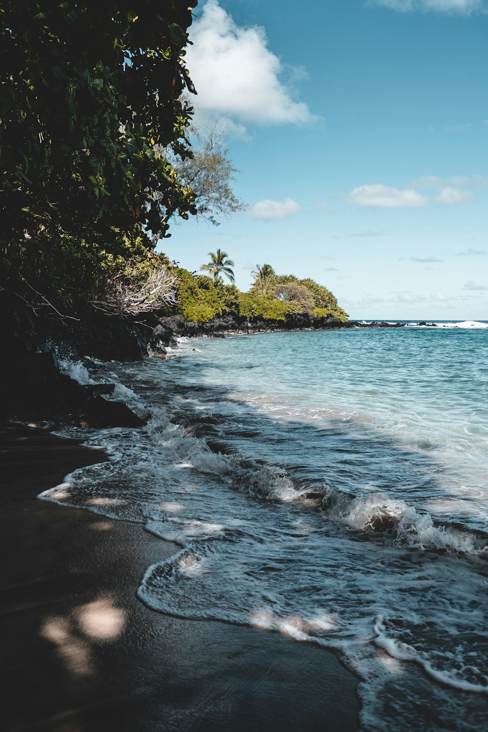 calm ocean near tree