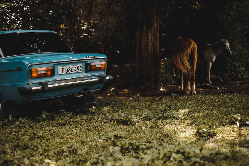 car near tree