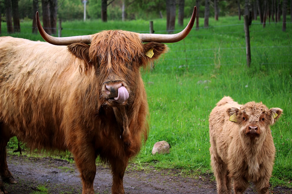 adult West Highland cattle by calf