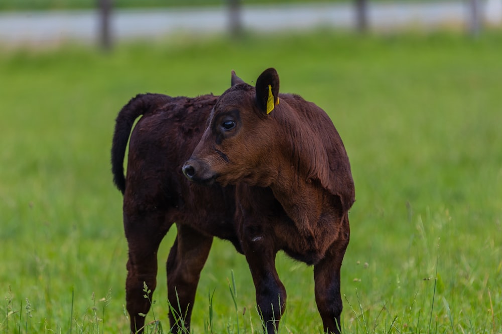 selective focus photography of brown calf on green grass