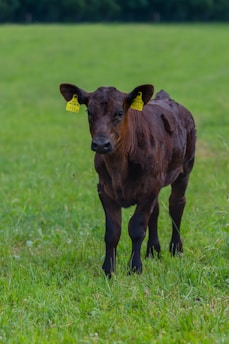 A brown calf stands on a lush green grassy field with yellow identification tags on both of its ears. The background consists of more green grass and a blurred line of trees.