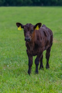 A brown calf stands on a lush green grassy field with yellow identification tags on both of its ears. The background consists of more green grass and a blurred line of trees.