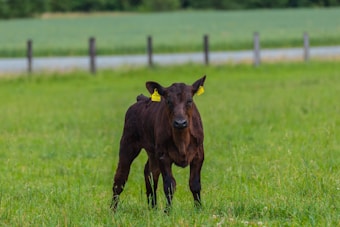 A young dark brown cow stands in a lush, green field. The cow has yellow ear tags and is positioned in the foreground, with a blurred backdrop of a fence and additional greenery.