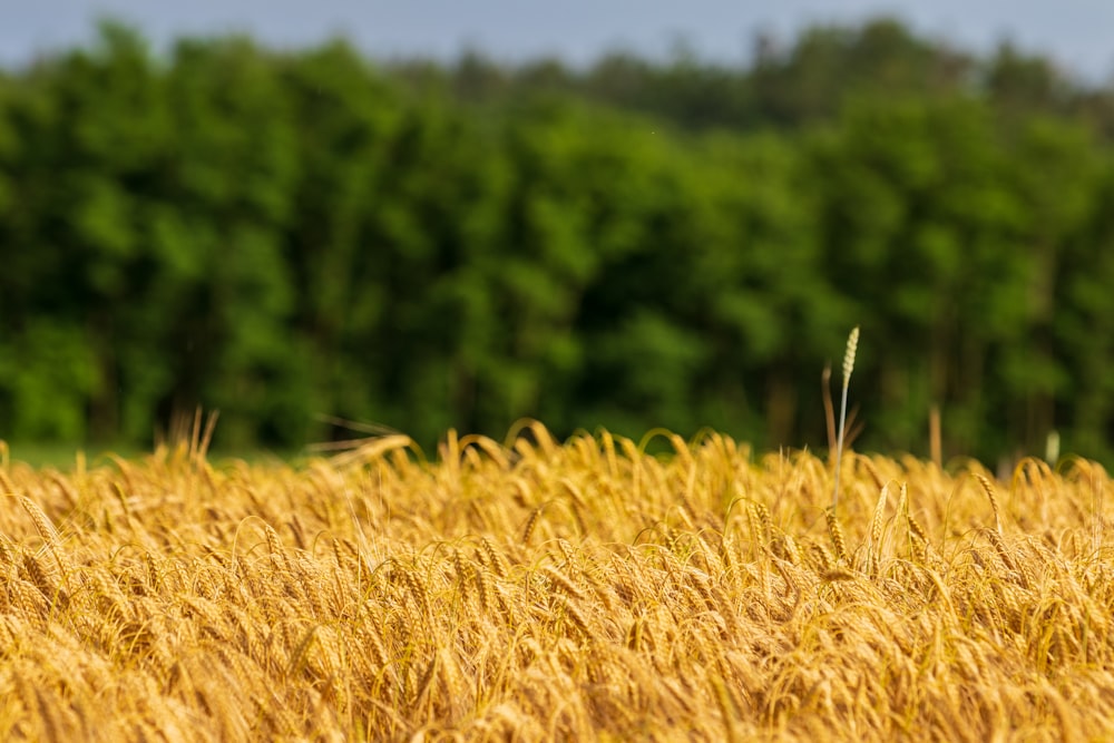 wheat field