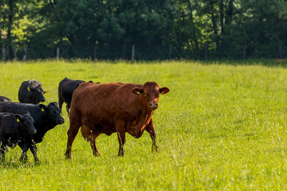brown cattle standing in front of black cattle