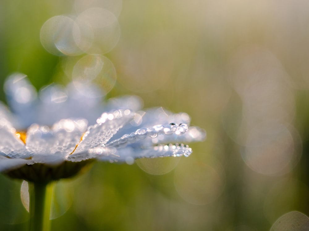 water dew on flower