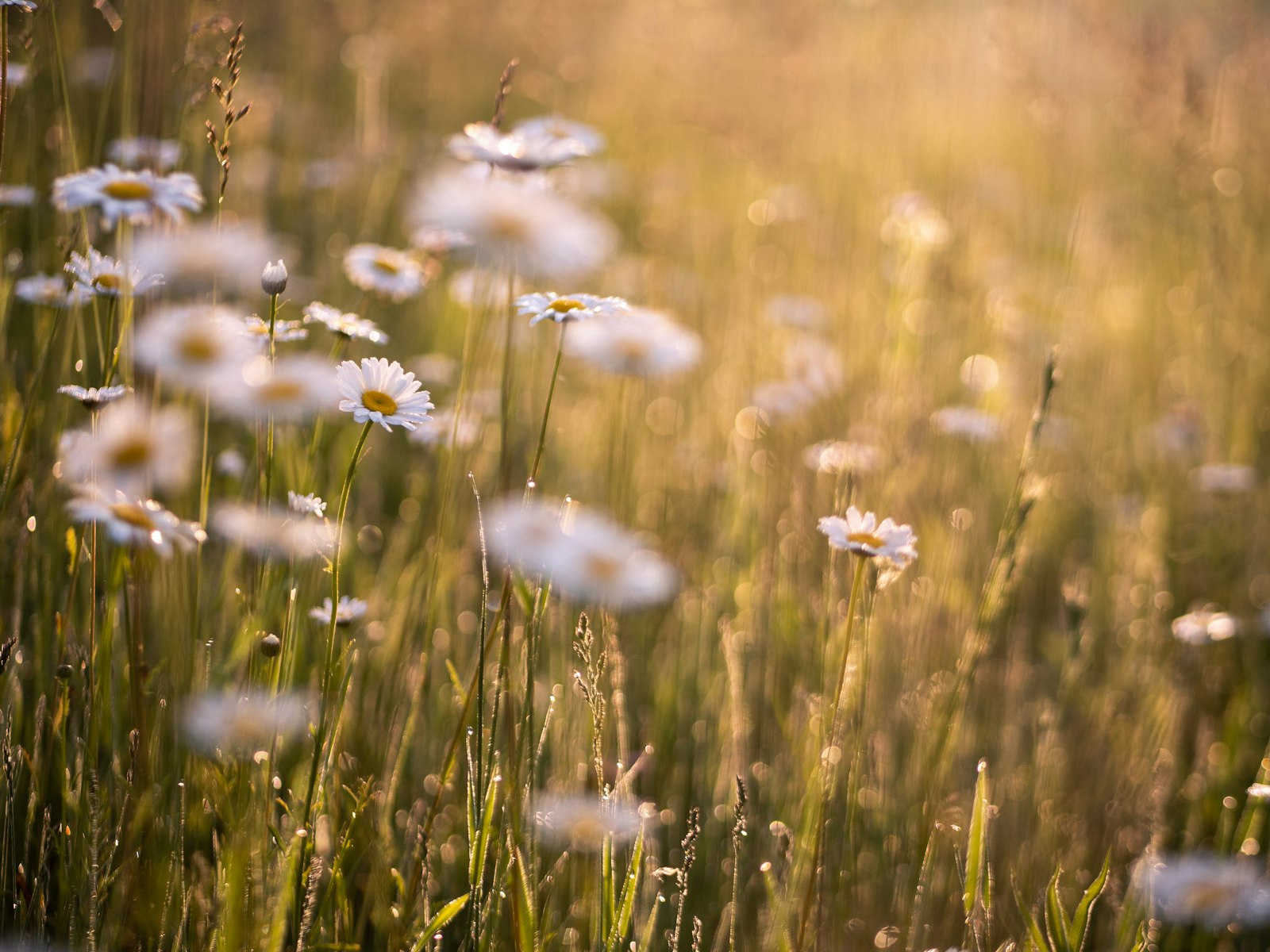 Panasonic Lumix G 42.5mm F1.7 ASPH Power OIS sample photo. White petaled flower field photography