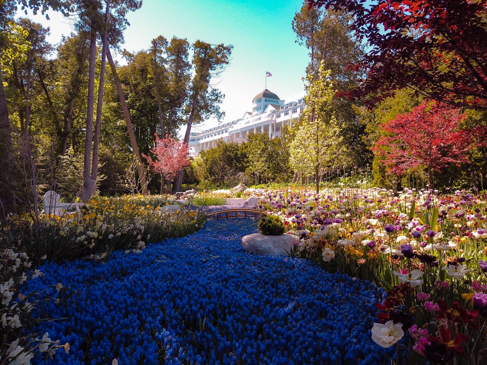 flores azules en un campo durante el día