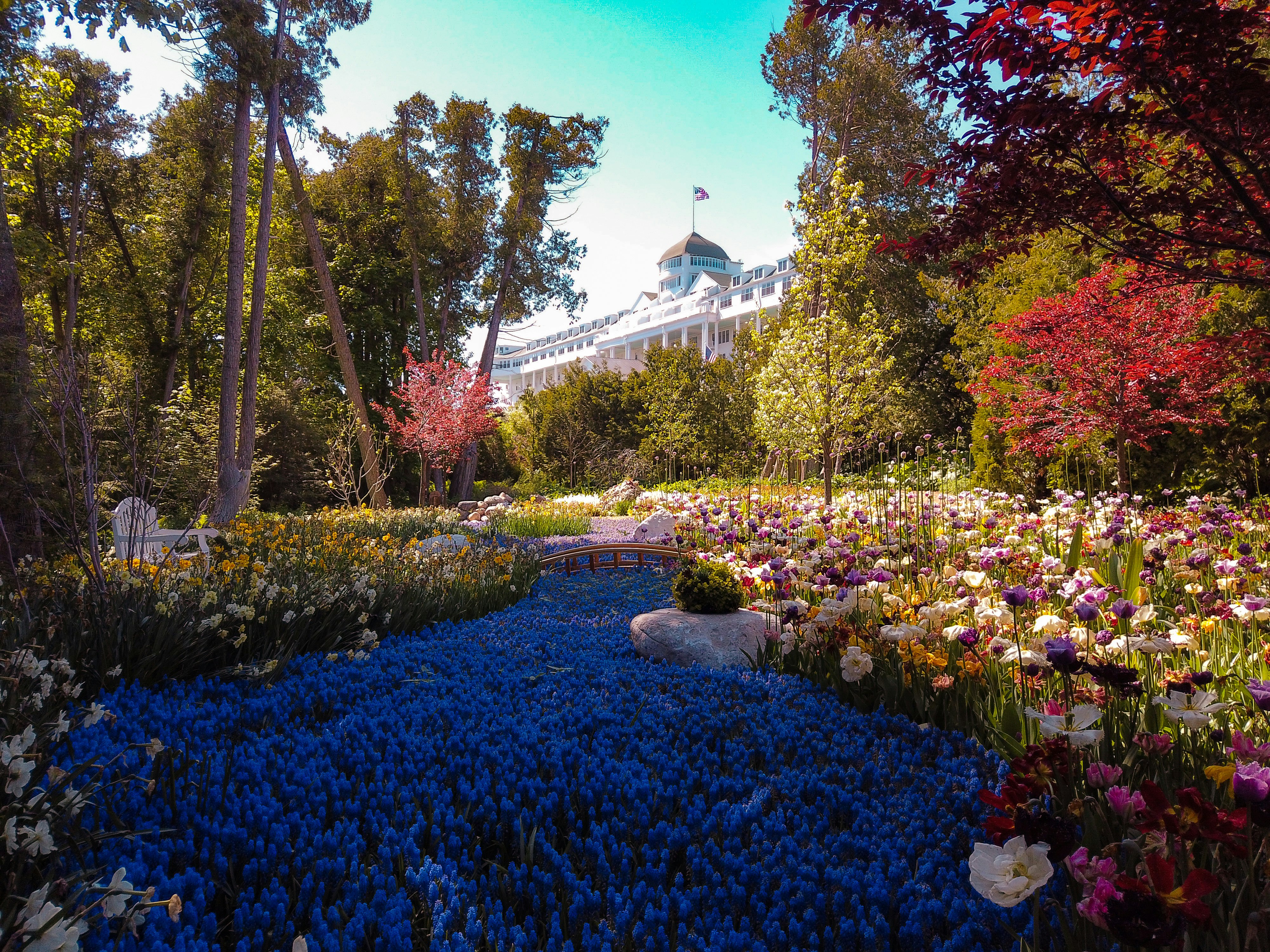 blue flowers in a field during daytime