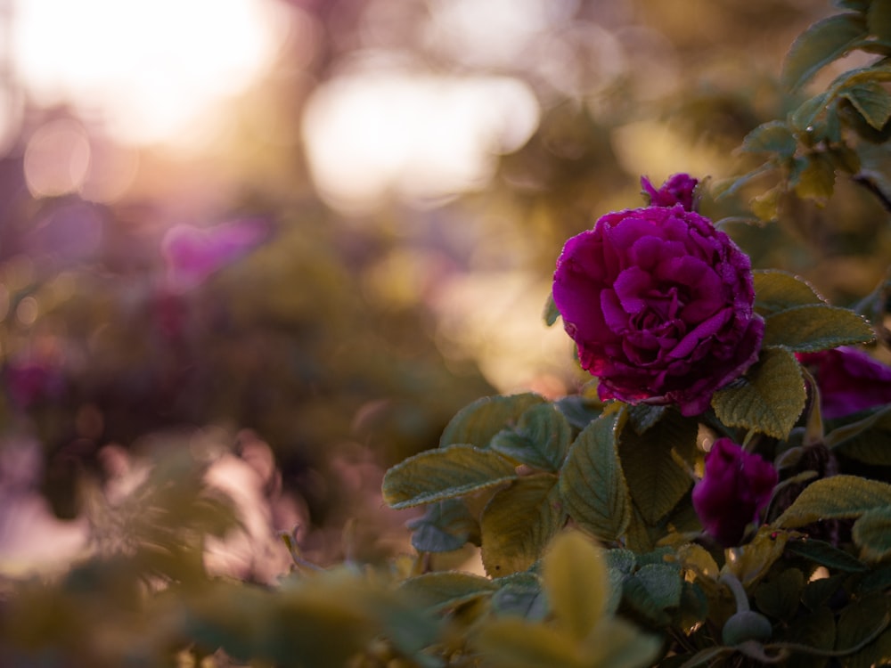 focus photography of purple petaled flower