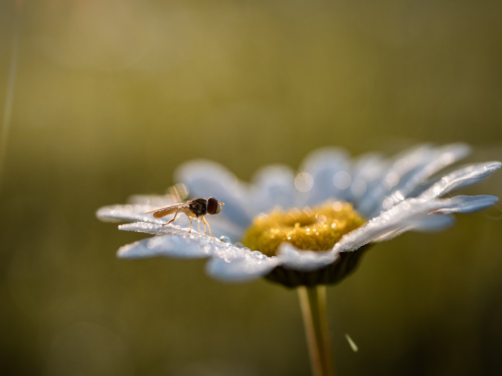 white petaled flower