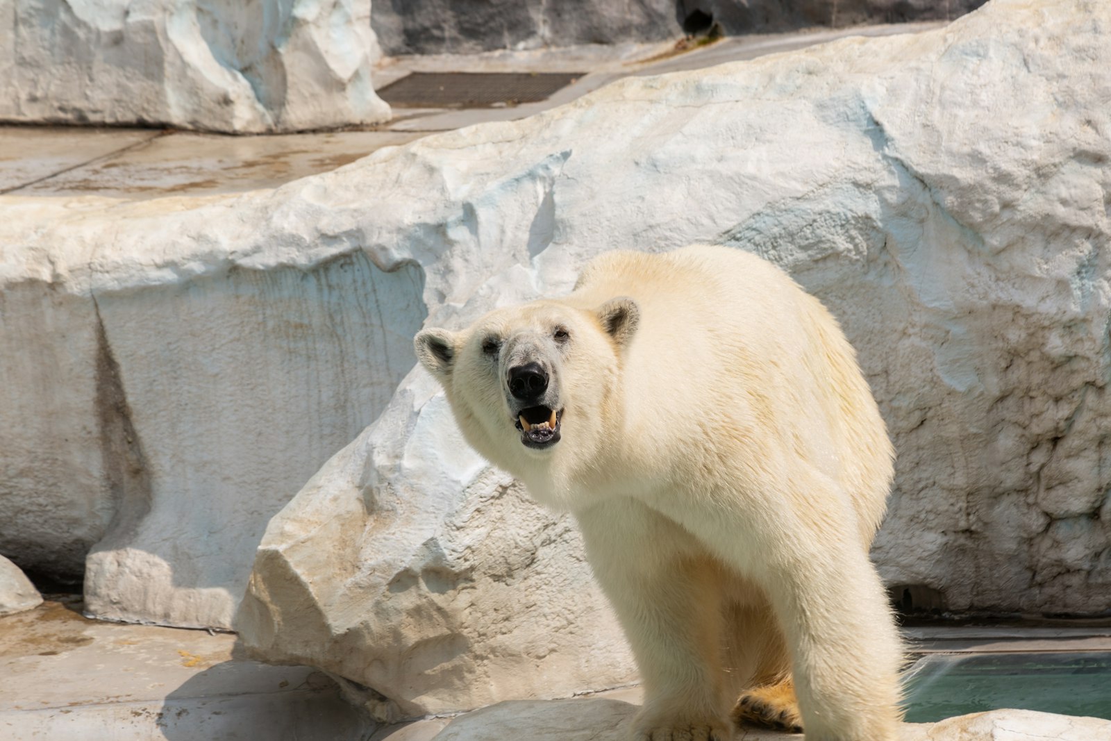 Canon EOS 5D Mark III + Canon EF 28-135mm F3.5-5.6 IS USM sample photo. Polar bear inside the photography