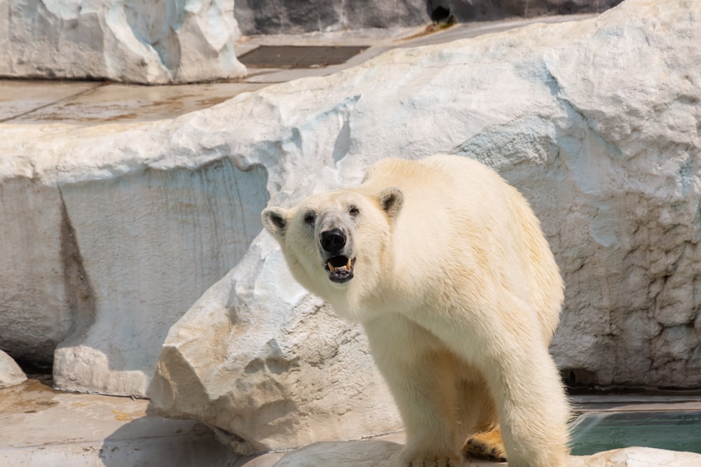 polar bear inside the cage