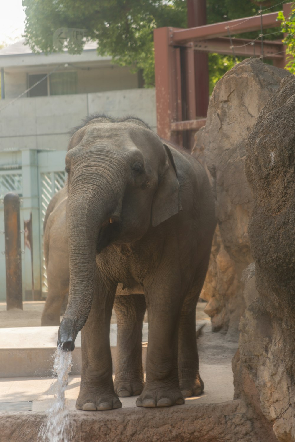 gray elephant