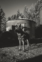 graysceale photo of adult German Shepherd
