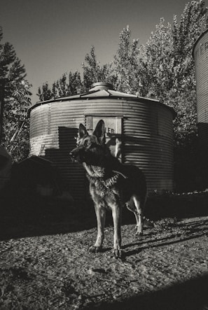 graysceale photo of adult German Shepherd
