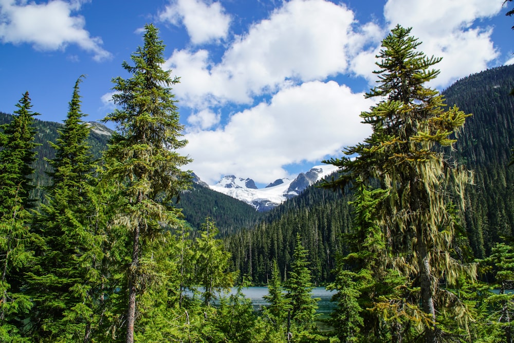 field of green trees