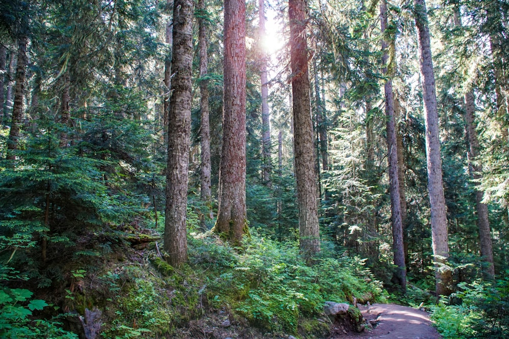 field of trees