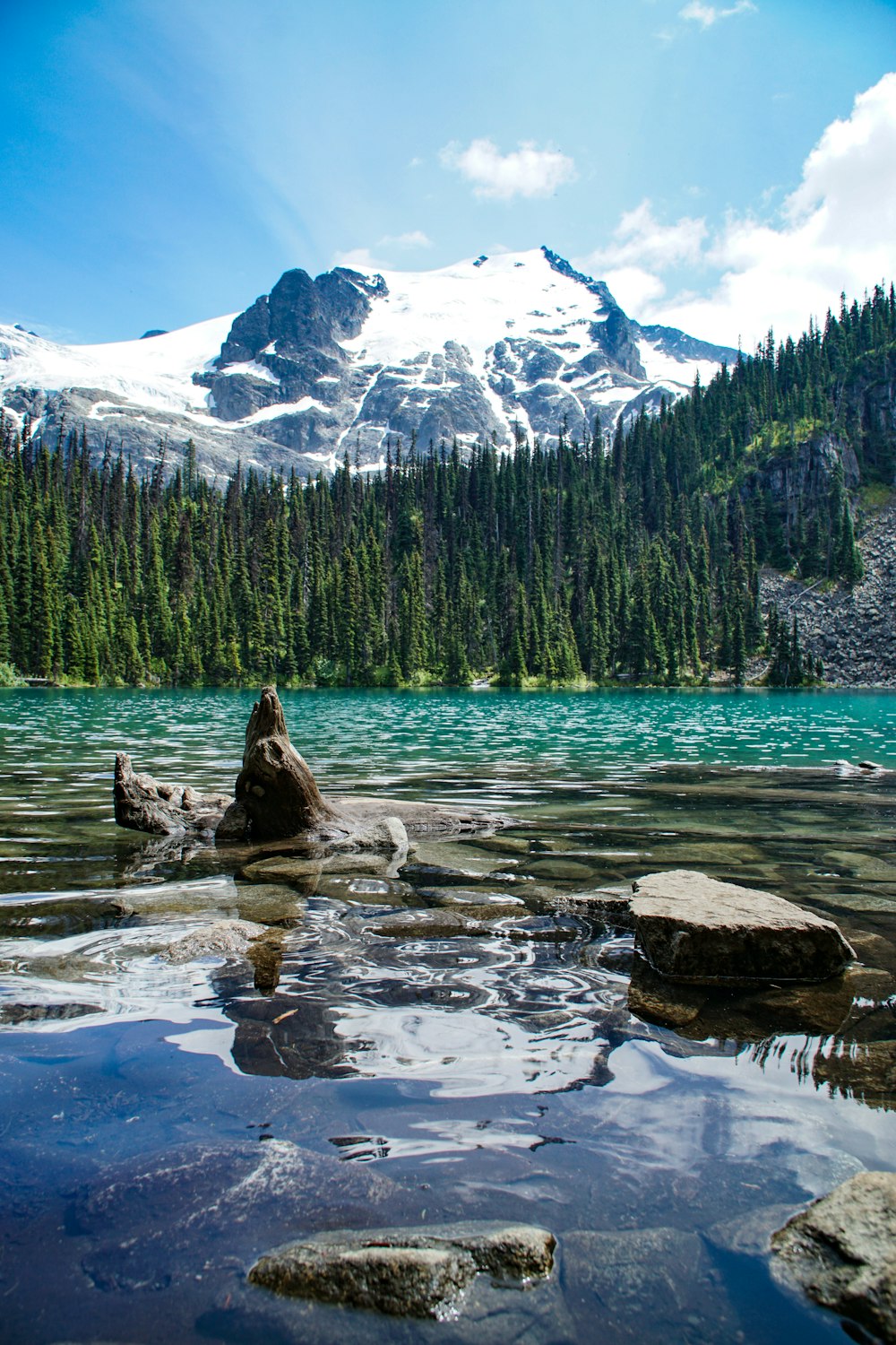 trees near a mountain and body of water during daytime