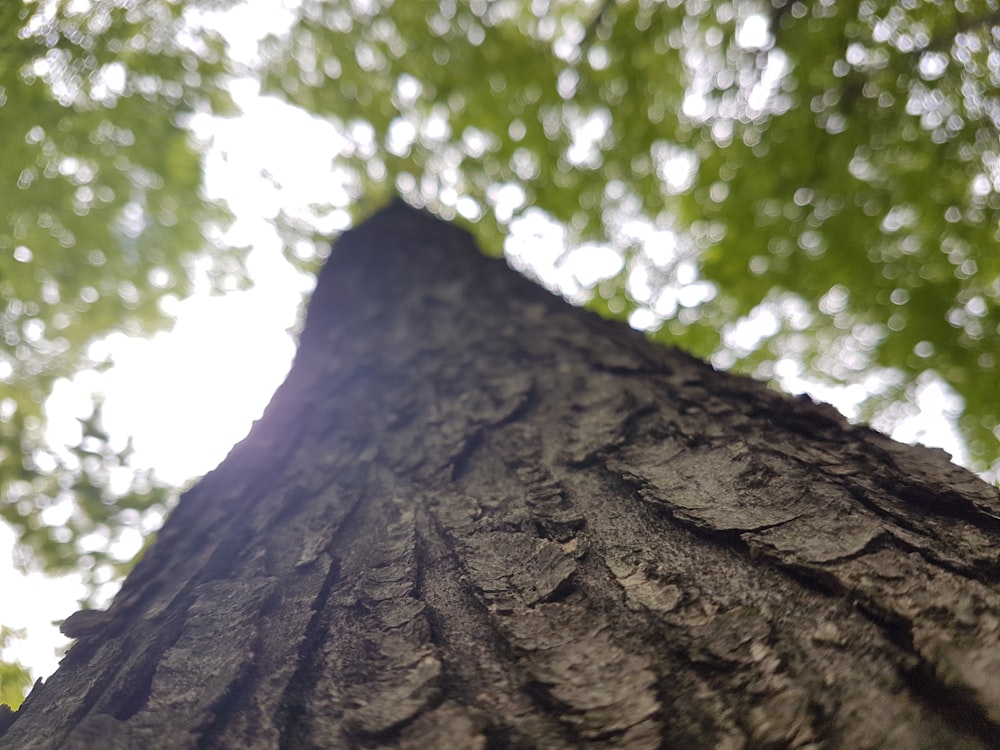 green-leafed tree