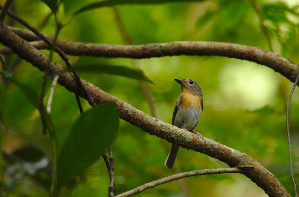 bird on tree branch