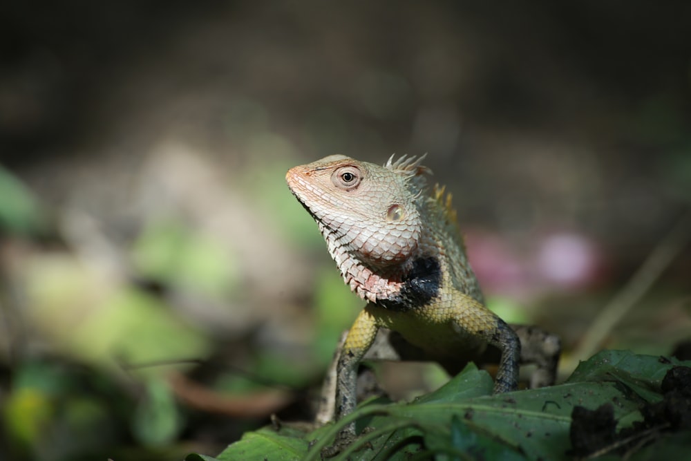 green iguana