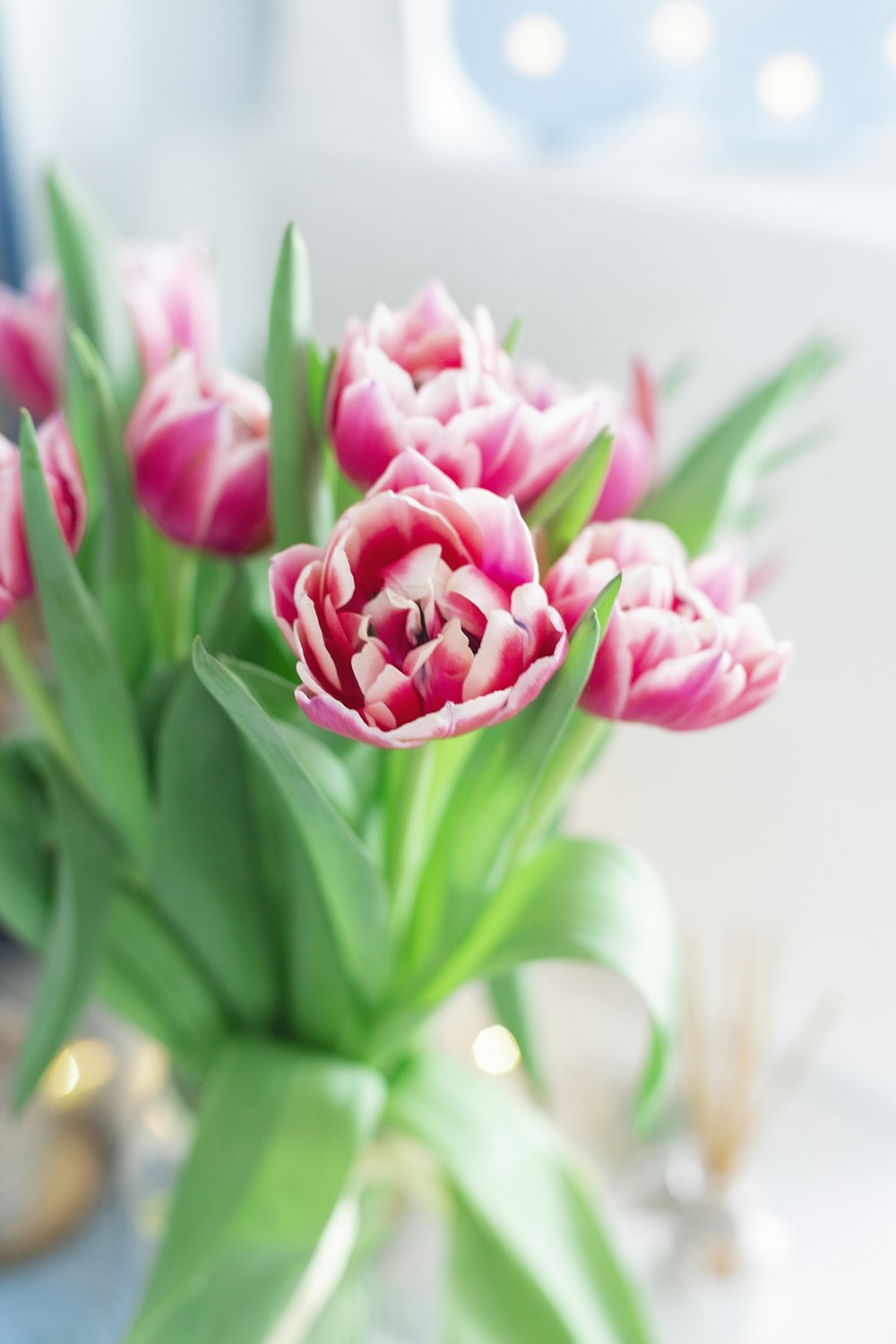 pink tulip flower