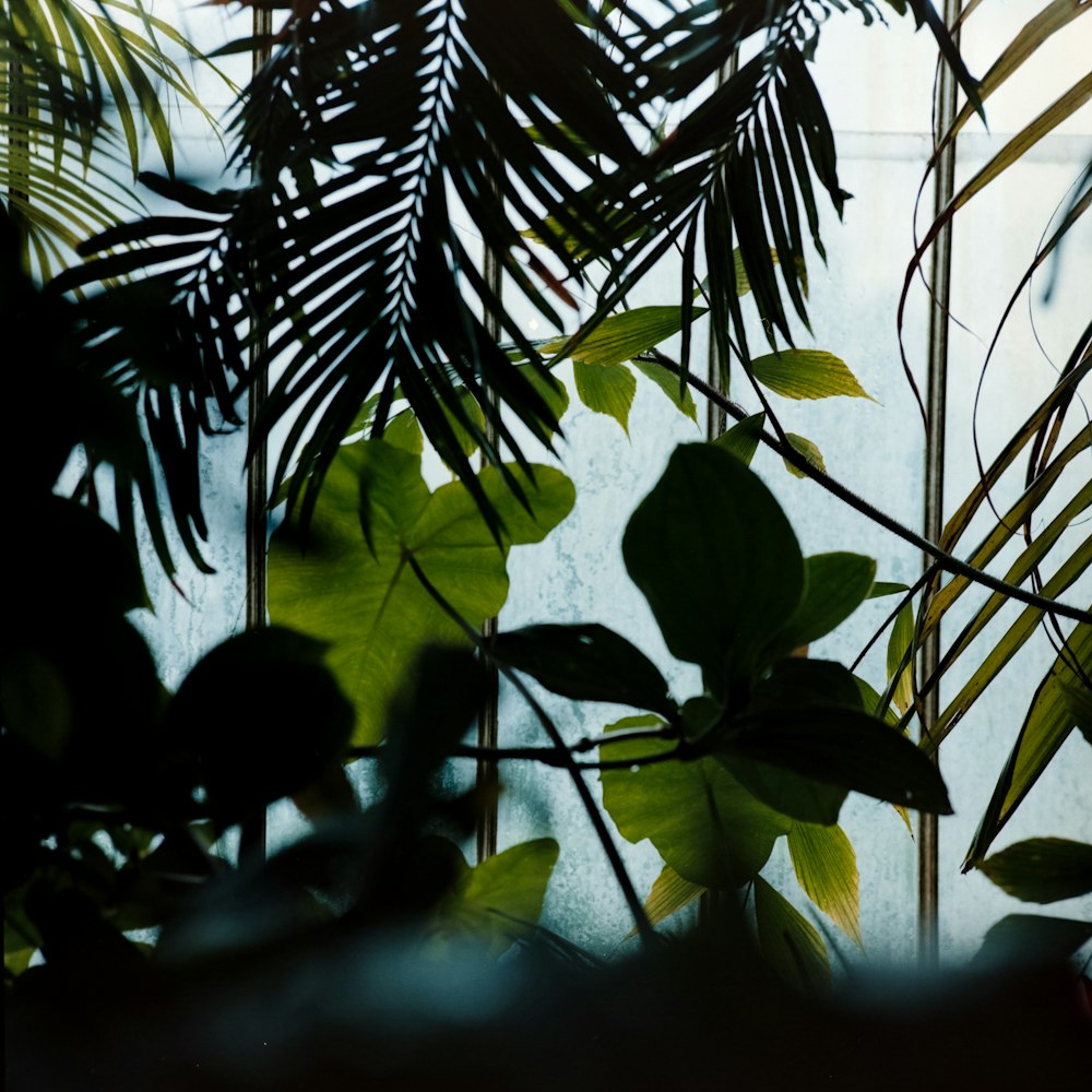 green-leafed plants near body of water during daytime