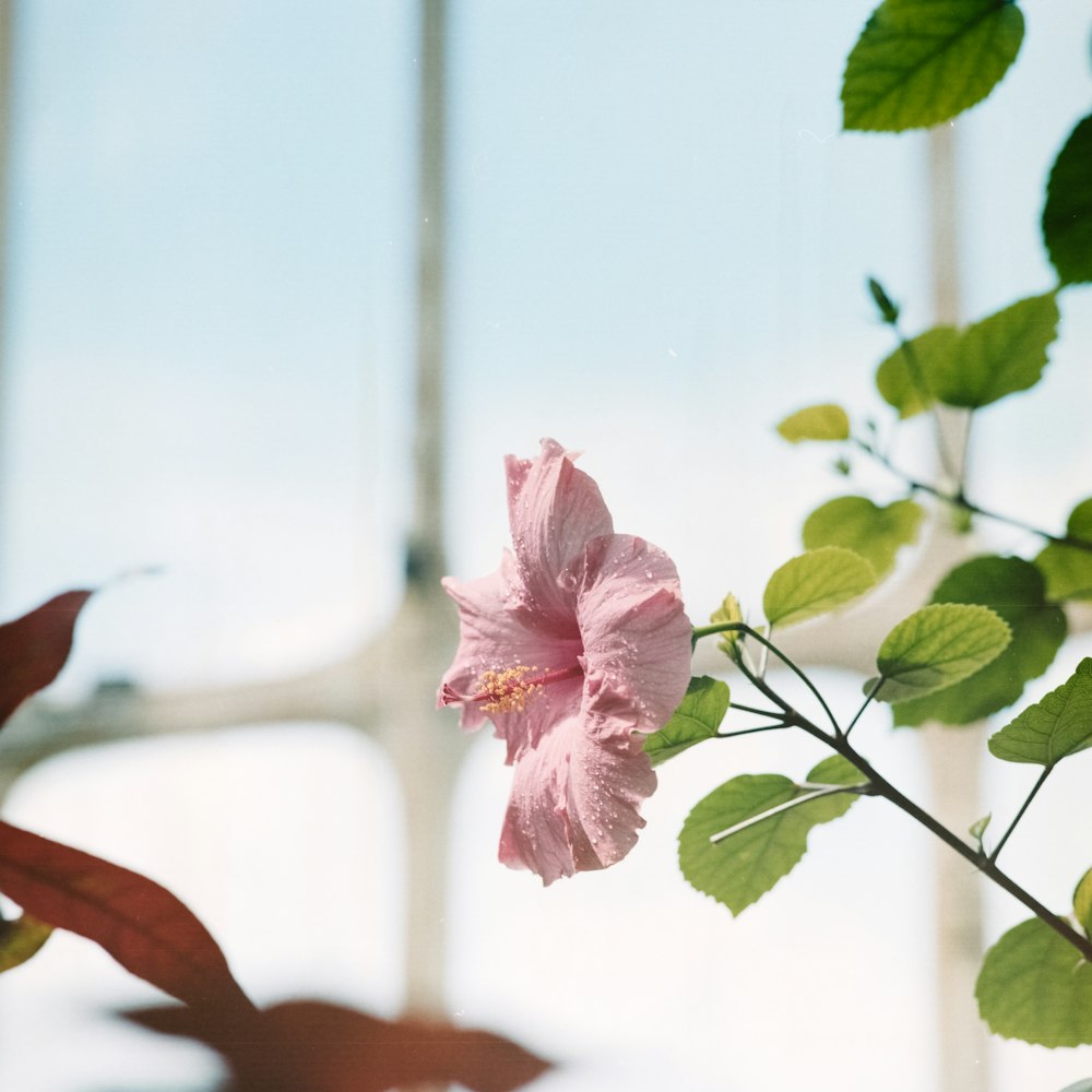 pink flower