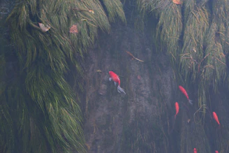 Underwater shot of a vibrant Brazilian river fish gliding through lush aquatic plants.
