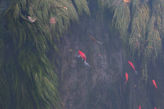 Underwater shot of a vibrant Brazilian river fish gliding through lush aquatic plants.