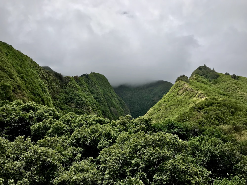 green-leafed trees