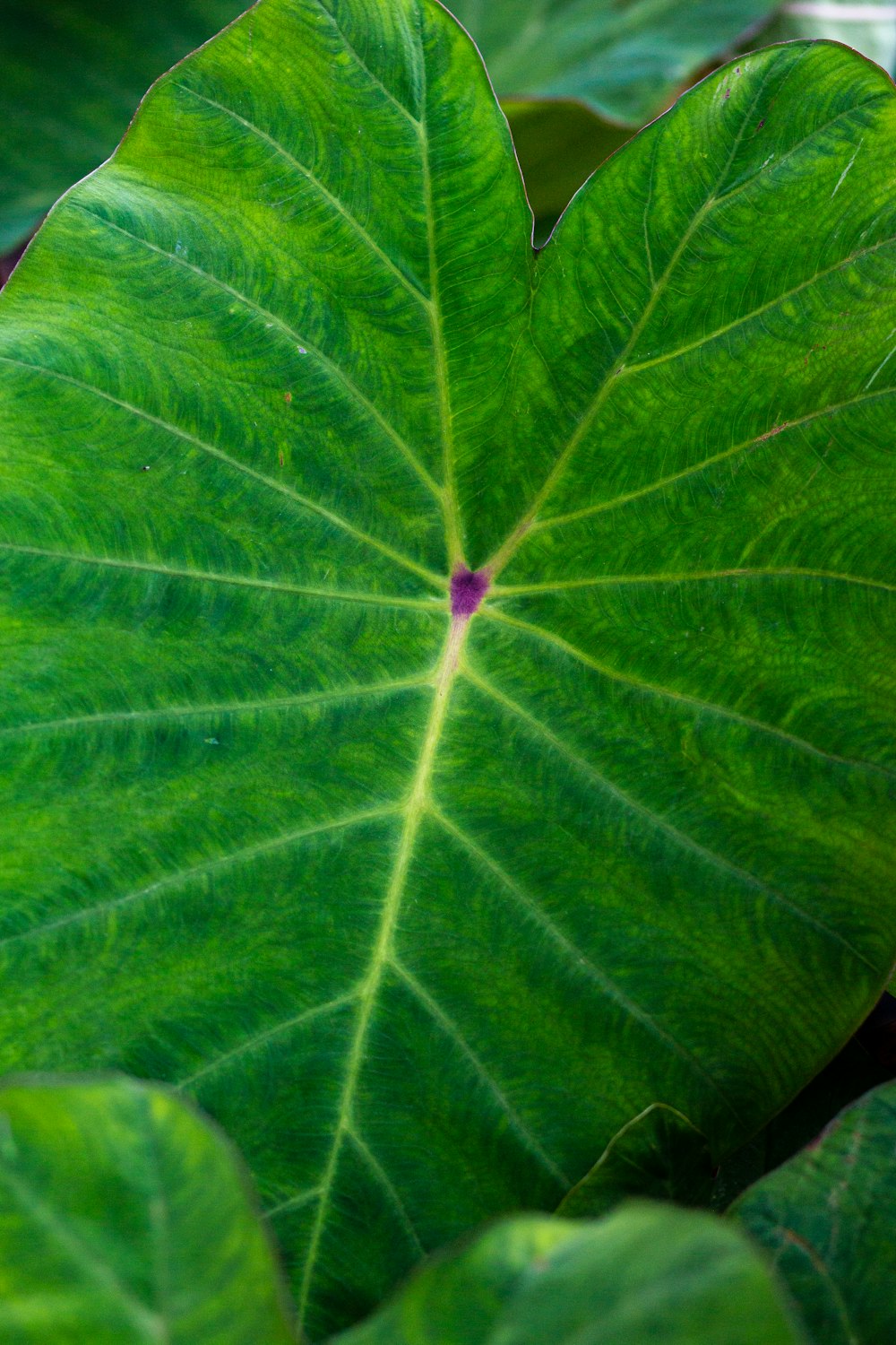 green taro leaf