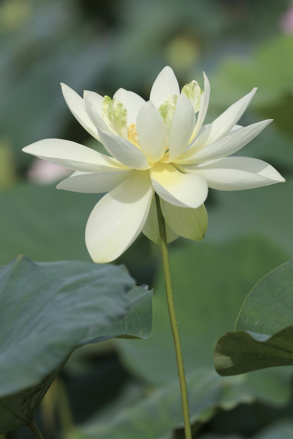 closeup photography of white lotus