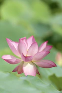 Close-up of a lotus flower gently opening by still water.
