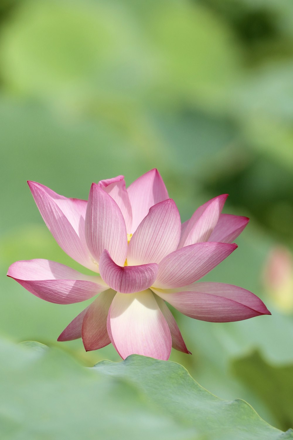 pink lotus flower