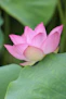 pink lotus flower