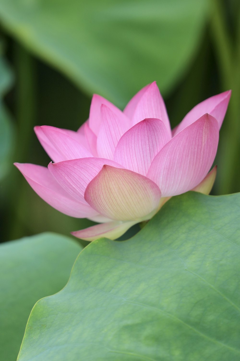 pink lotus flower