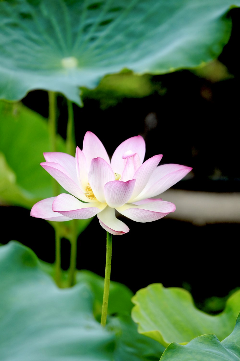 white and pink lotus flower close-up photography