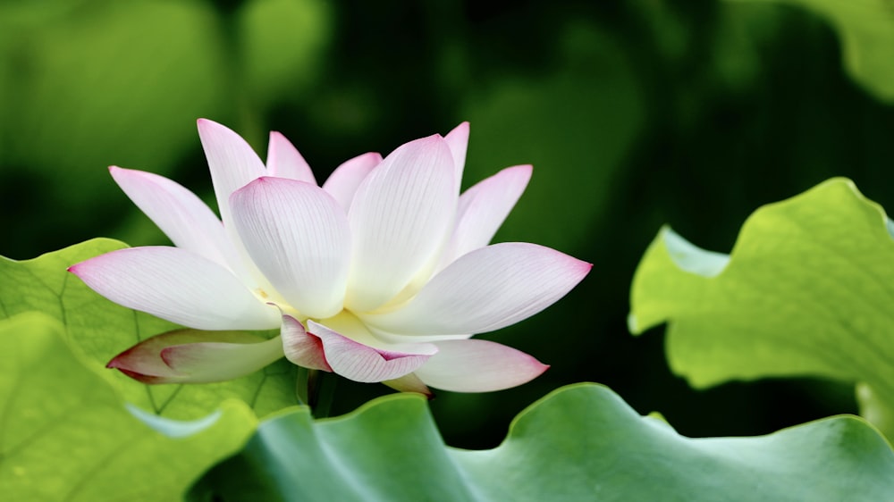 white lotus plant