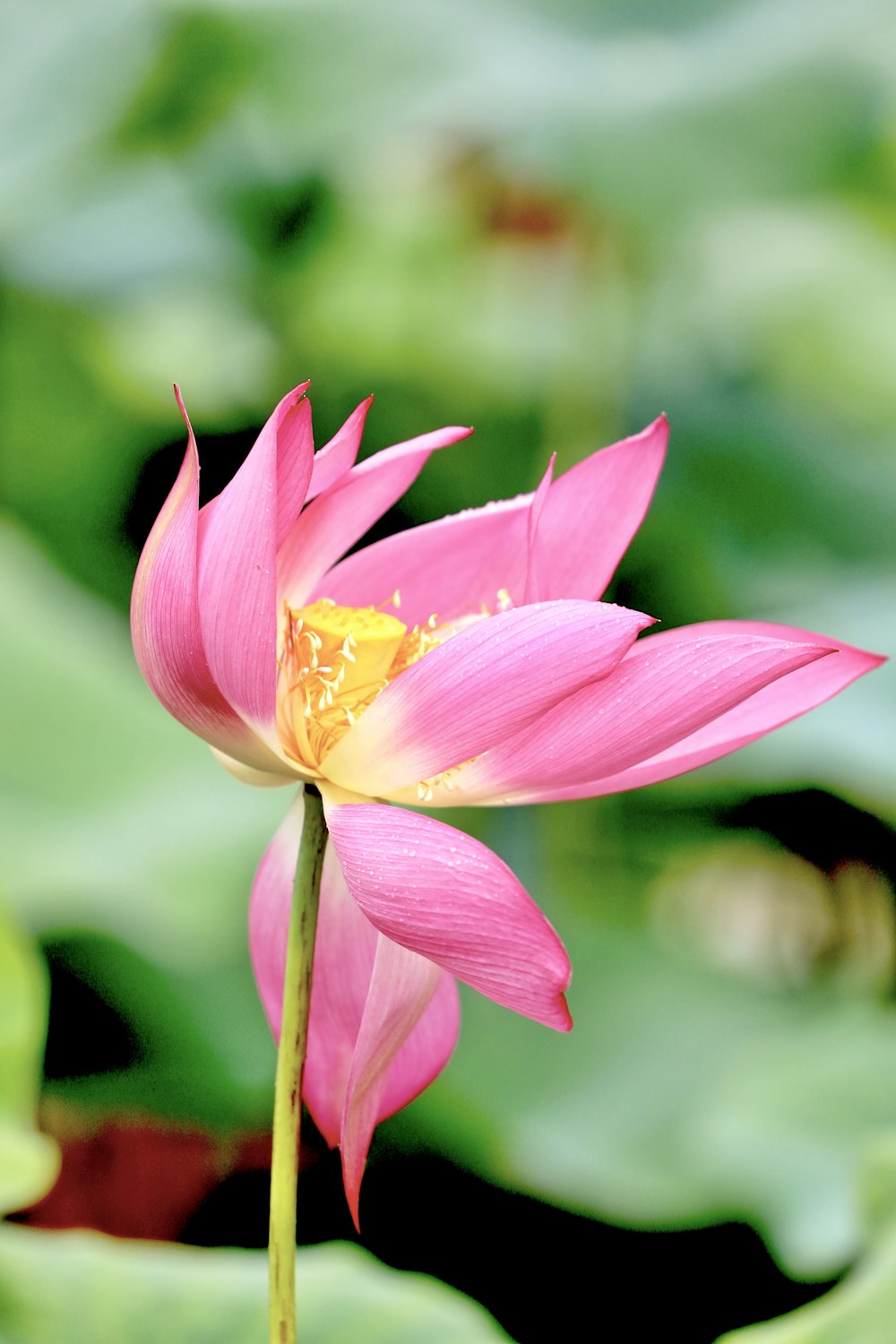 selective focus photography of pink petaled flower