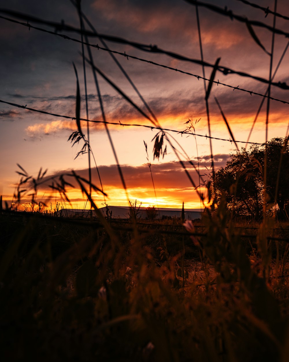 barb wire and brown grass at golden hour