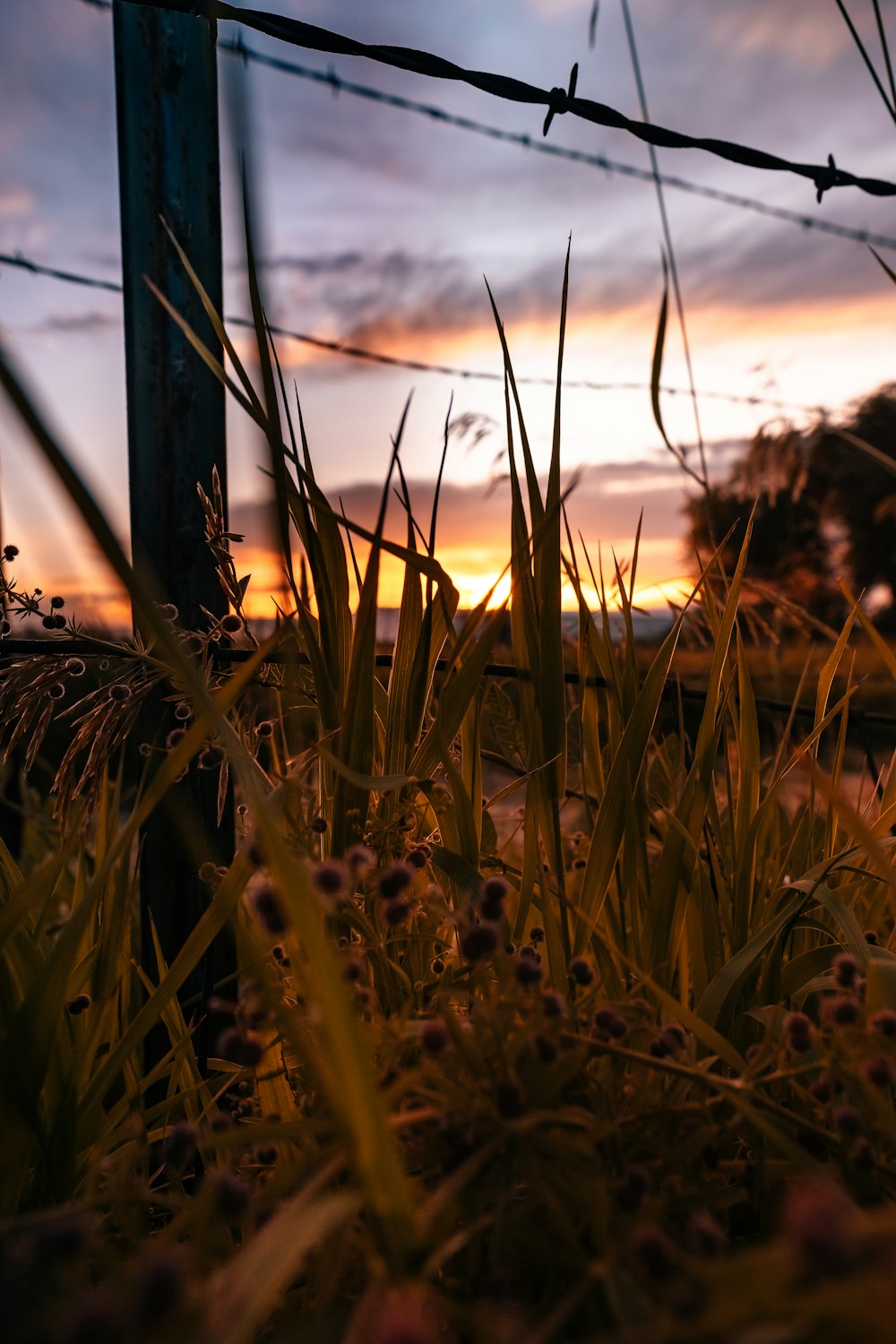 selective focus photography of grass