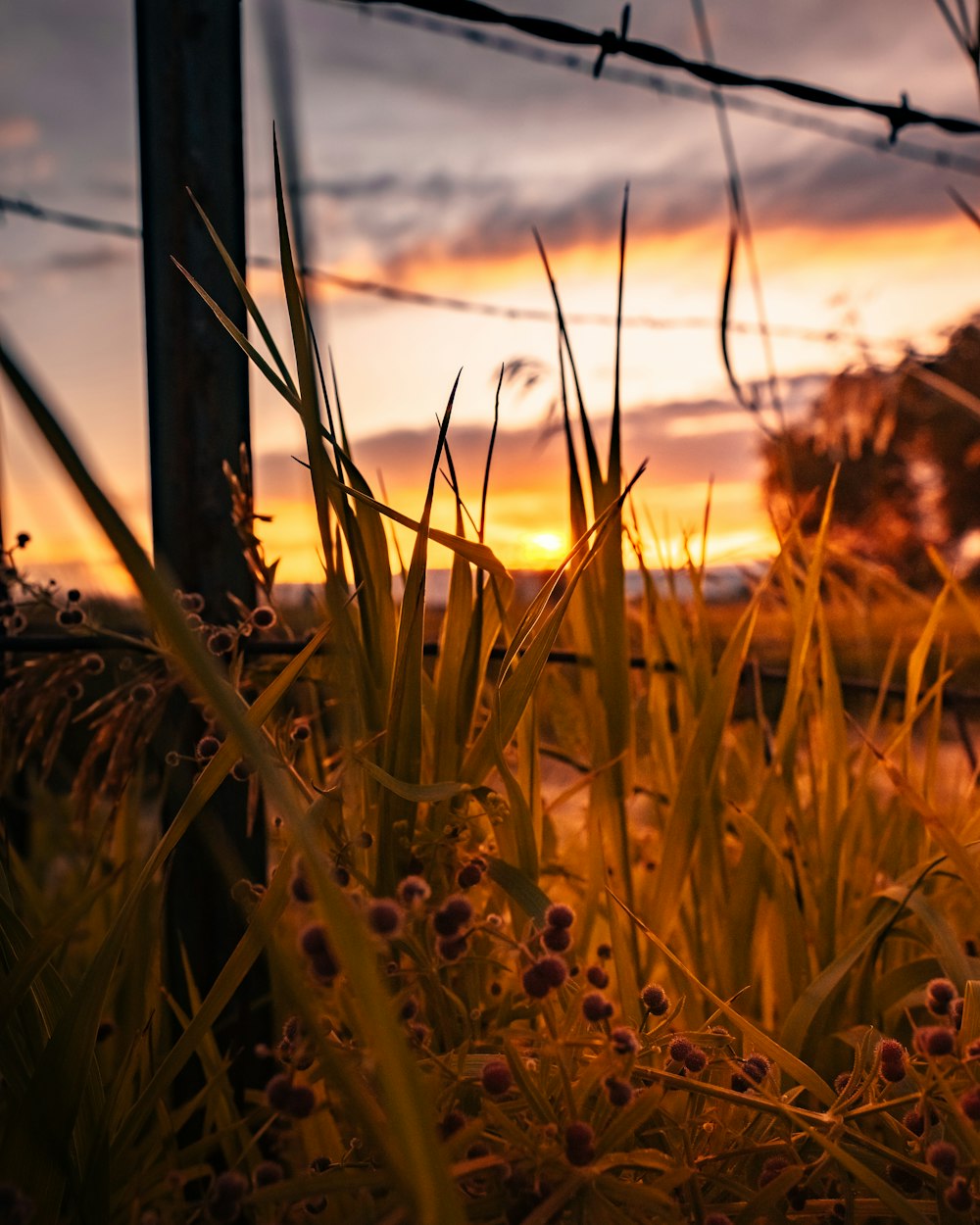 brown grass