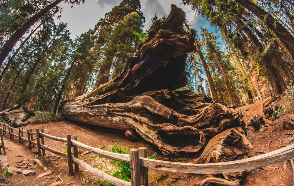 fallen tree in the forest near railings