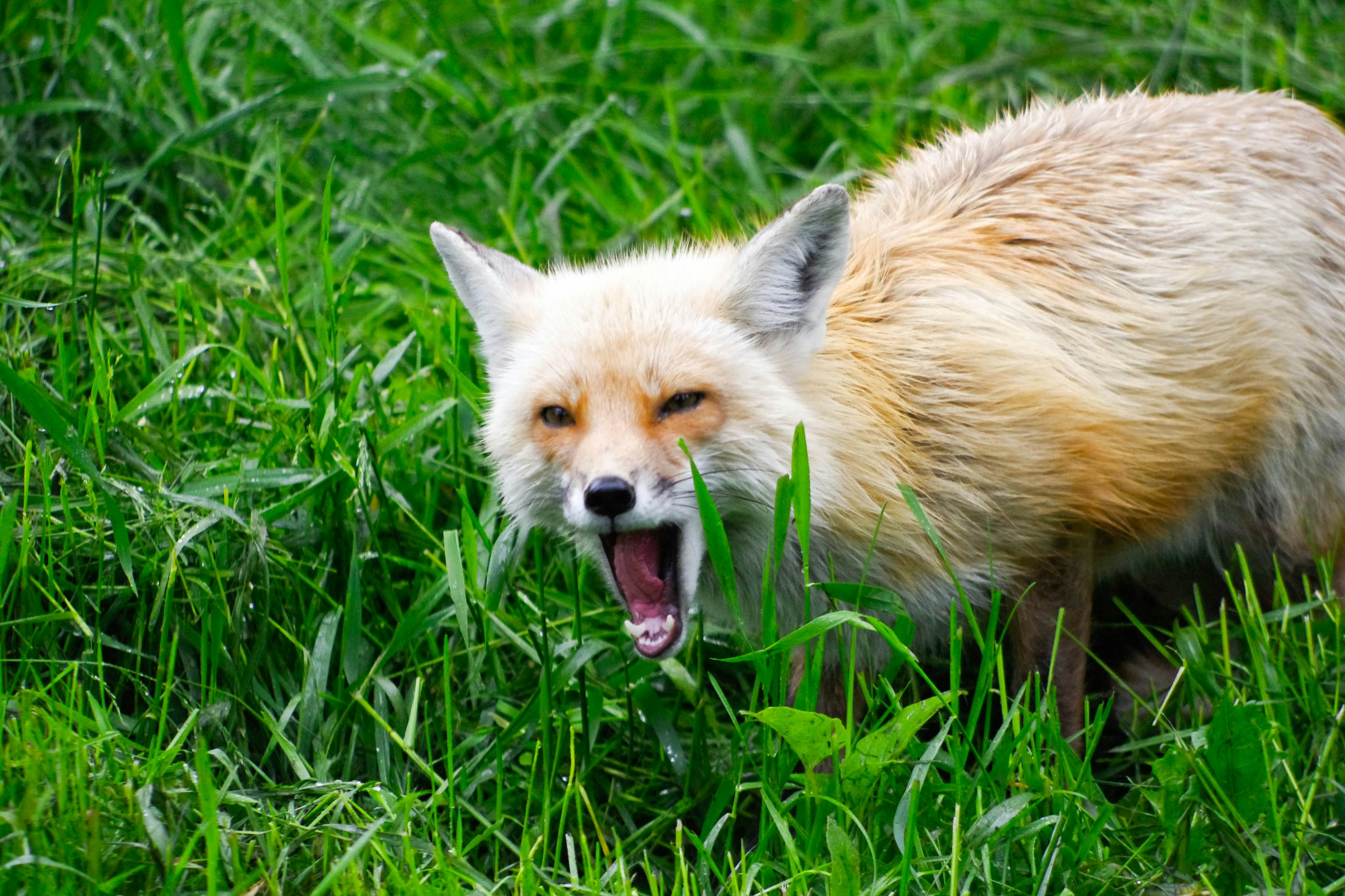 5. Foxes (image credits: unsplash)