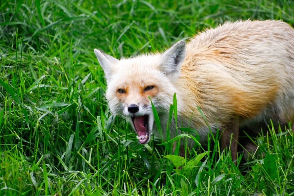 brown animal on green grass